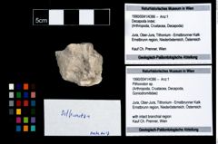Foto (Objekt + Etikett) von Pithonoton sp.  (NHMW-GEO-1990-0041-4386)